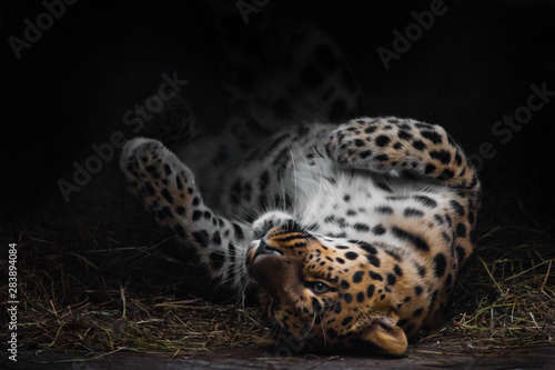 Leopard imposingly rolls on vacation. The Far Eastern leopard lies beautifully on a sleeping bed enjoying its rest, abeautiful stylish cat. photo
