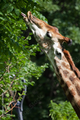 Giraffe s neck close-up  the animal regales itself with juicy green foliage from a tree   colors are yellow orange and green.