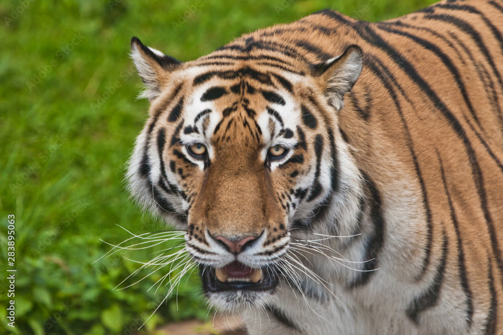 Tiger face close-up, brightly big cat on a background of emerald grass.