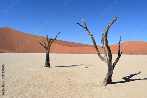 dried trees in the desert