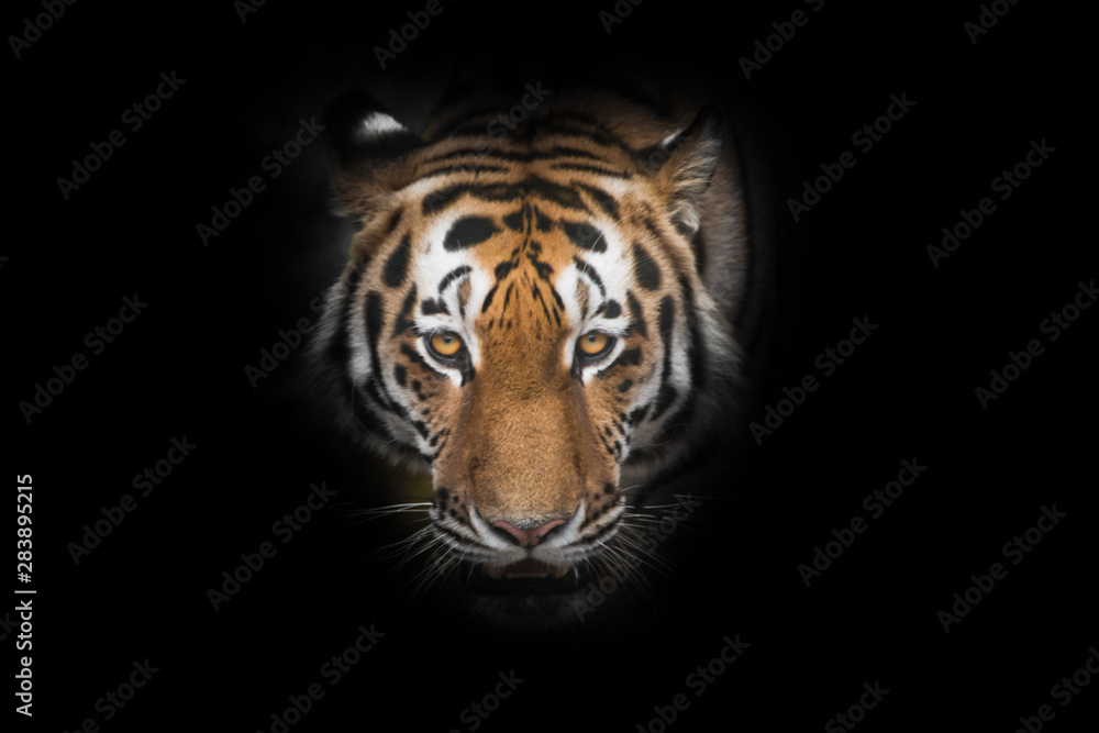 Tiger face close-up, isolated on black background,