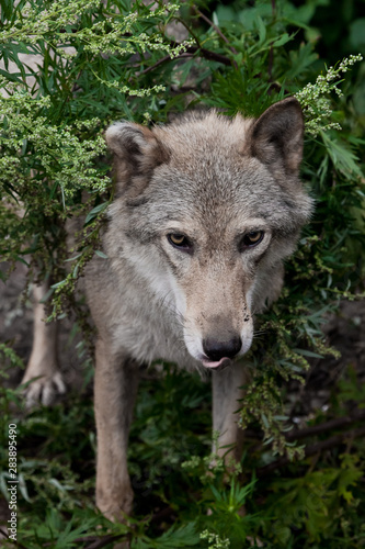 Head  muzzle  peeps out closeup.  she-wolf  female wolf  against the background of summer greenery.