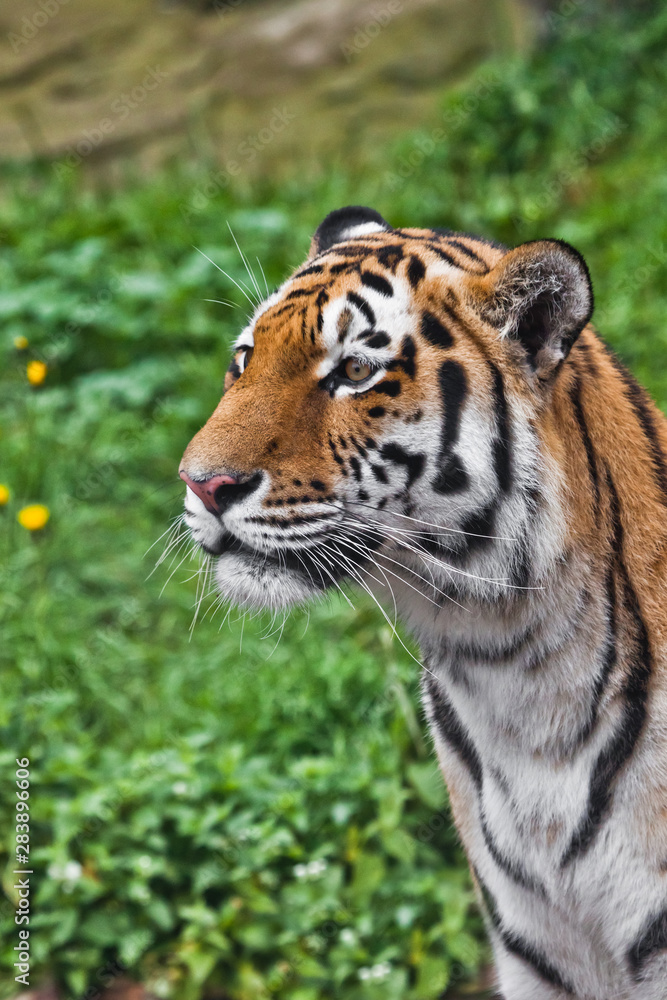 Tiger face close-up in profile a huge red face of a predatory beast against a background of emerald green, proud look.