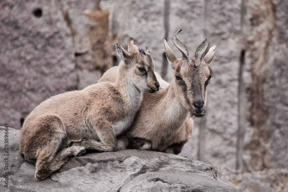 Fototapeta premium female goat with a cub (vintorny goat, marhur) on a rock