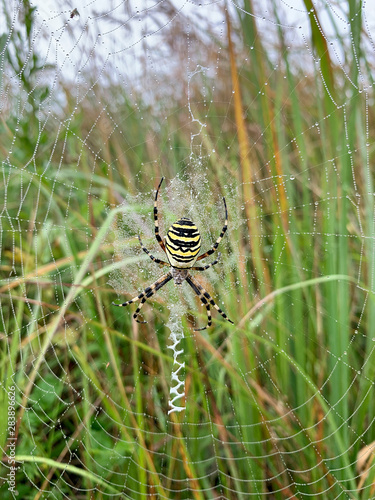 Wasp spider (Argiope bruennichi) isolated in grass background,is a species of orb-web spider distributed throughout central Europe, northern Europe, north Africa, parts of Asia,builds a spiral orb web