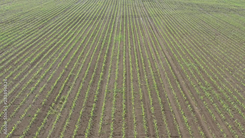 Flying over spring crop of sweet corn (Zea mays) 4K drone video Flying over spring crop of sweet corn (Zea mays) 4K drone video