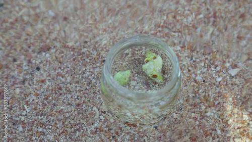 Closeup top view of several small crabs crowling in glass jar standing on sandy beach outdoors. Real time full hd video footage. photo