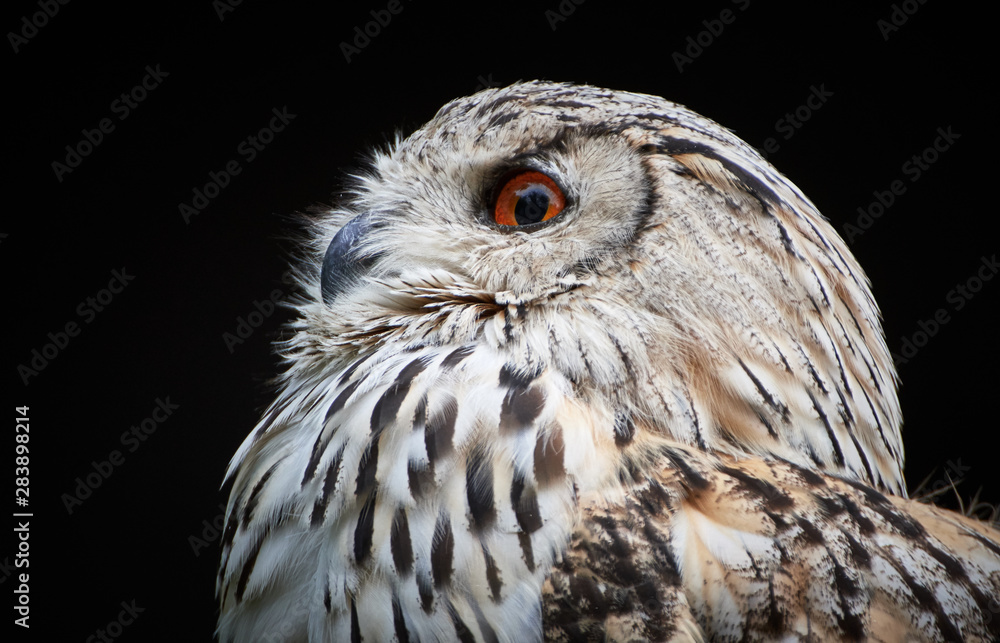 Fototapeta premium Side portrait and close-up of a Siberian eagle-owl (Bubo bubo sibiricus) looking left and isolated against black background