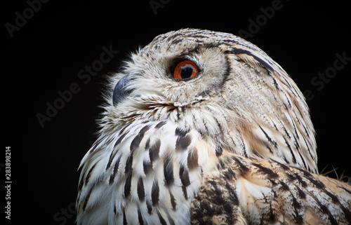 Side portrait and close-up of a Siberian eagle-owl (Bubo bubo sibiricus) looking left and isolated against black background