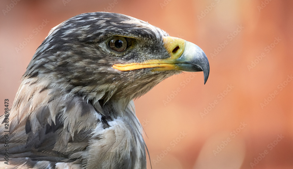 Close-up side view of a Rough Legged Buzzard (Buteo lagopus) Close-up side view of a Rough Legged Buzzard (Buteo lagopus)