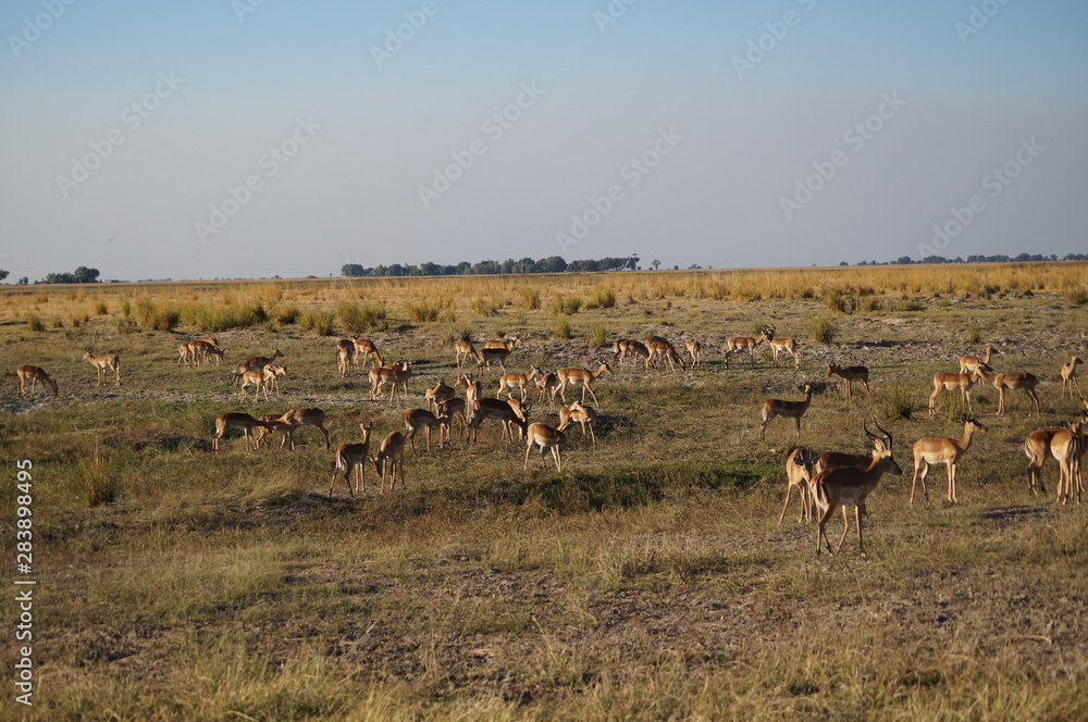 african wilderness african wilderness