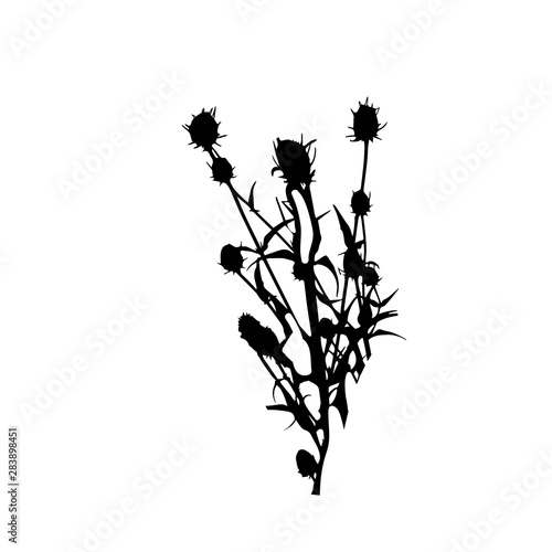 Black teasel plant silhouette isolated on white background photo