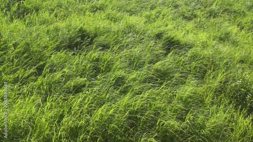 風に揺れる草原