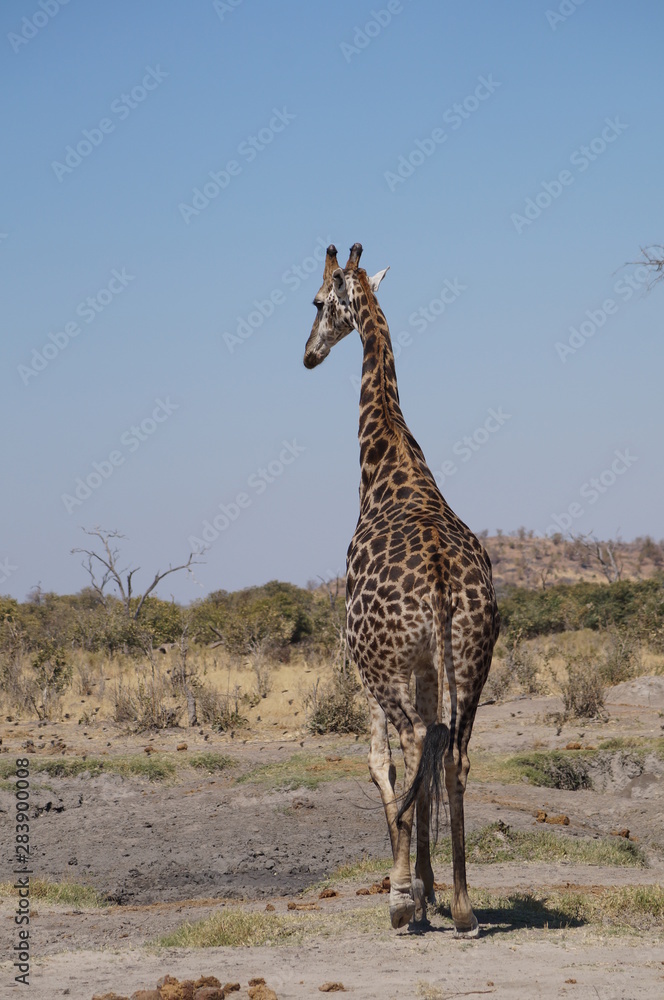 Fototapeta premium african wilderness