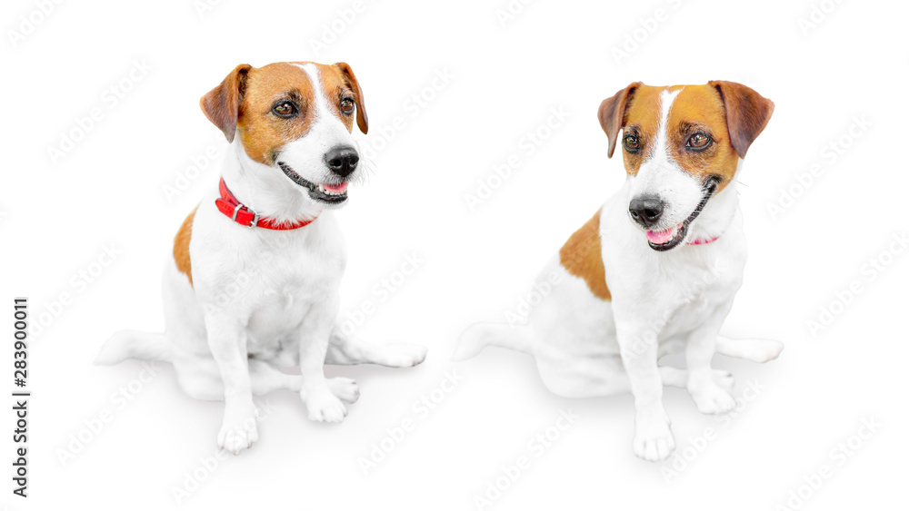 Close-up portrait of cute small pet jack russell terrier.. Two sitting smiling dogs isolated on white background