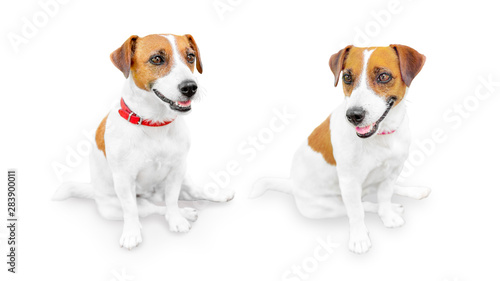 Close-up portrait of cute small pet jack russell terrier.. Two sitting smiling dogs isolated on white background © Tetiana