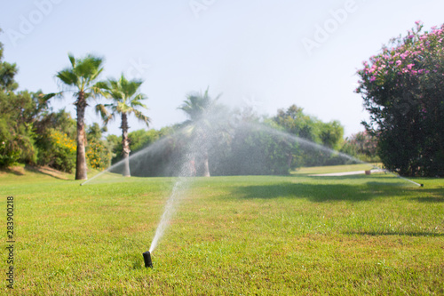 Irrigation System Watering the green grass on the background of palm trees and flowering plants © Denis
