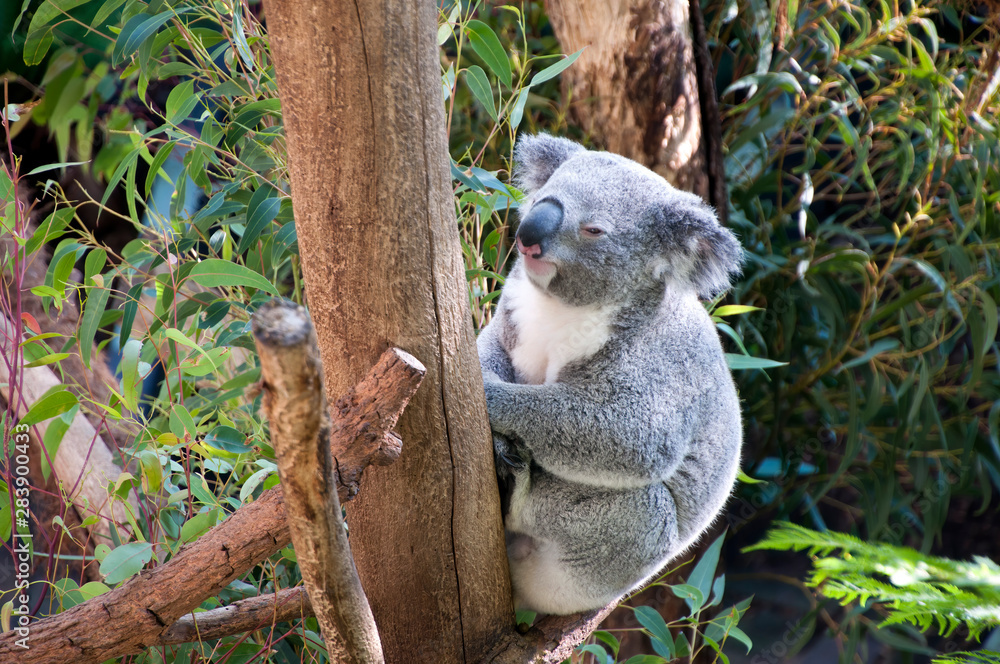 Obraz premium Sydney Australia, sleepy koala sitting in tree
