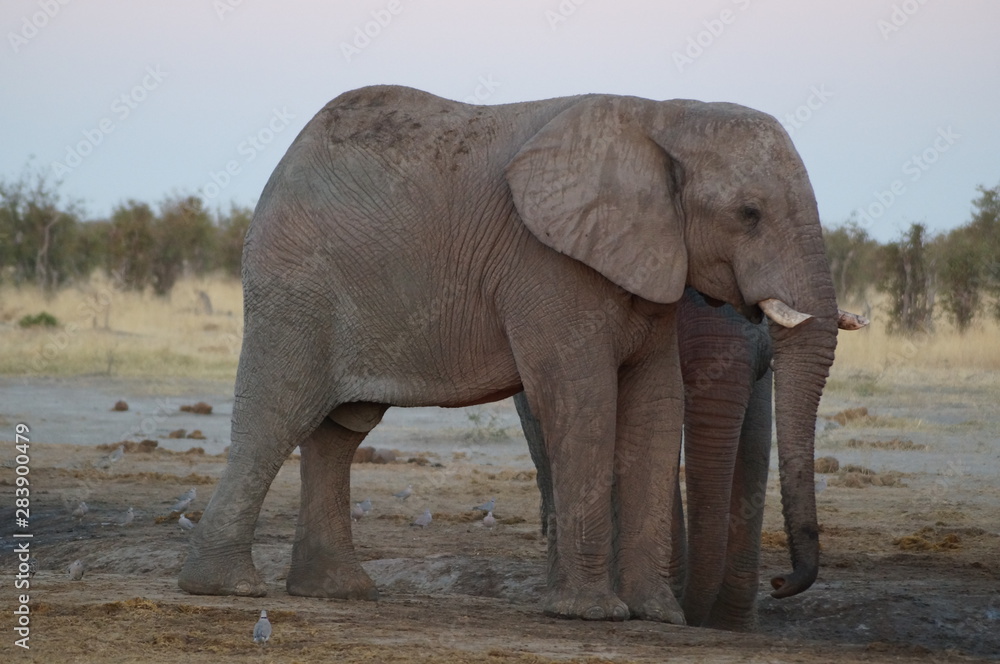 Obraz premium african wilderness