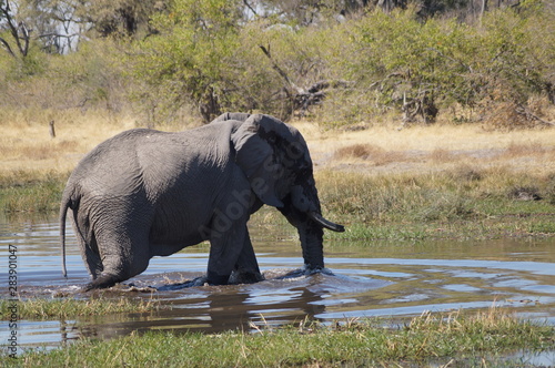 african wilderness