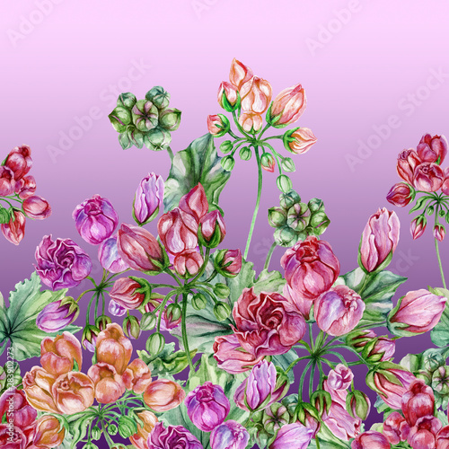 Beautiful tulip-flowered pelargoniums flowers with green leaves on gradient background. Seamless floral pattern  border. Watercolor painting. Hand painted illustration