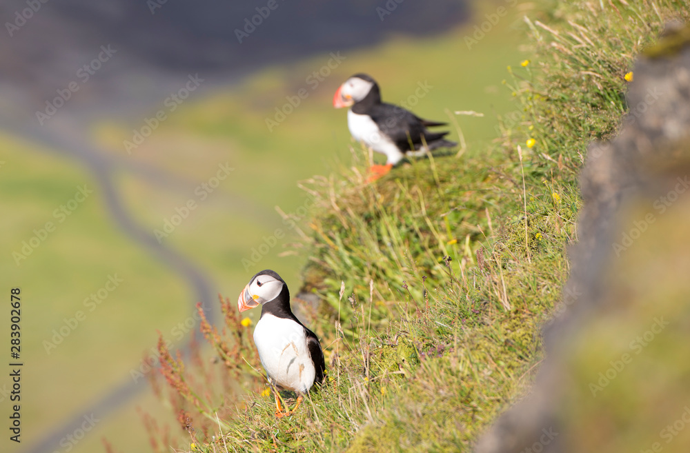 Obraz premium Atlantic Puffin (Fratercula arctica), seabird also known as the common puffin on a cliff in Iceland. Europe.