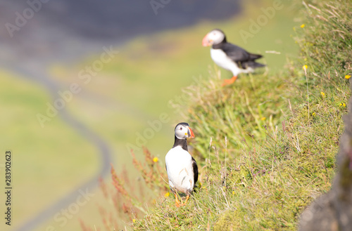 Atlantic Puffin (Fratercula arctica), seabird also known as the common puffin on a cliff in Iceland. Europe. photo