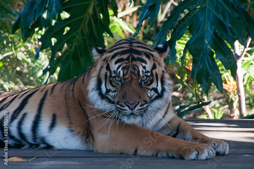 Fotografia Sydney Australia, adult sumatran tiger relaxing  on wooden boardwalk