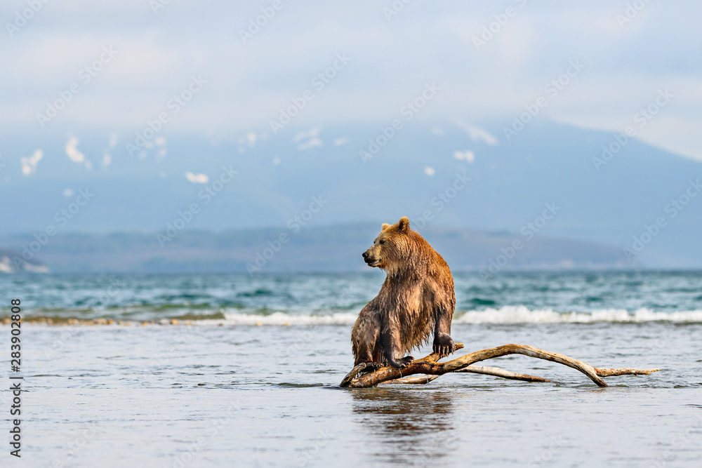 Ruling the landscape, brown bears of Kamchatka (Ursus arctos beringianus) Ruling the landscape, brown bears of Kamchatka (Ursus arctos beringianus)
