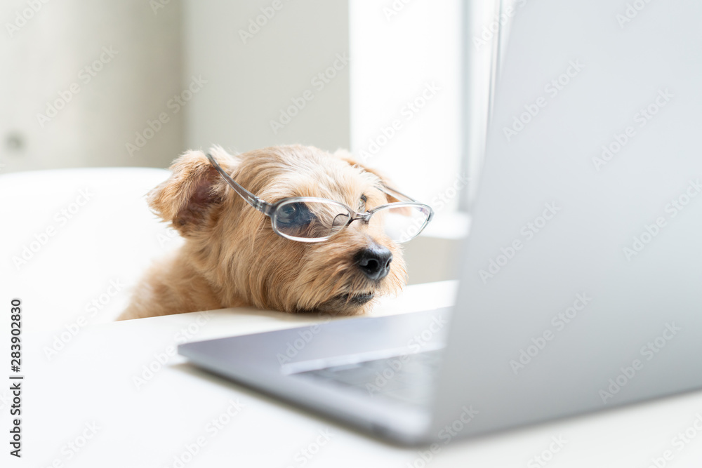 眼鏡をかけてパソコンを見るノーフォークテリア犬 Stock 写真 Adobe Stock