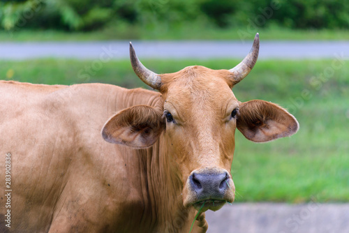 Close-up shots highlight the brown cow's head, with a small horn lying on the grass.