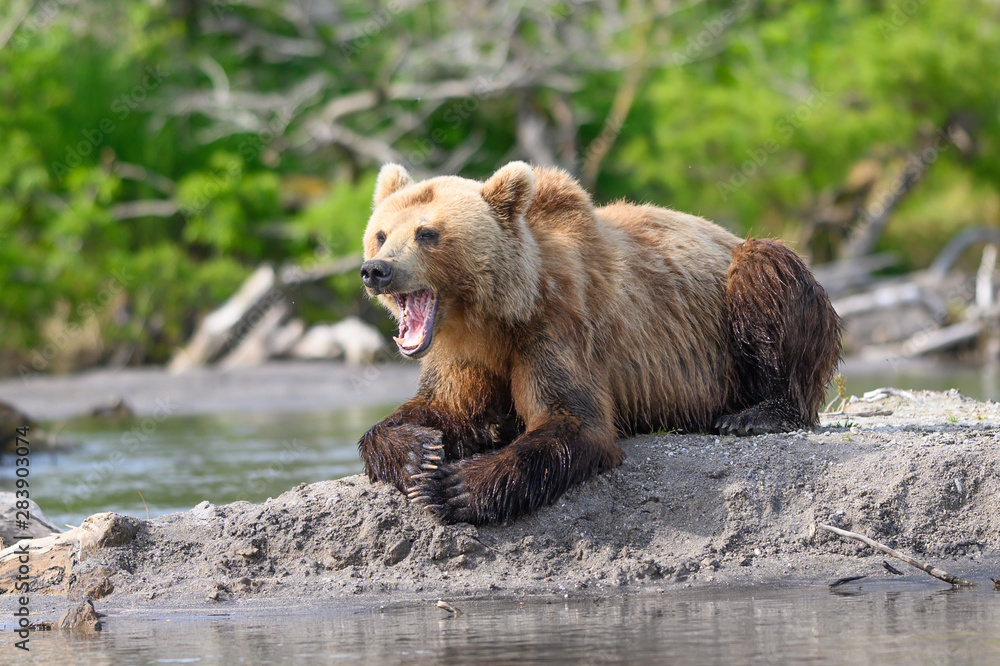 Fototapeta premium Ruling the landscape, brown bears of Kamchatka (Ursus arctos beringianus)
