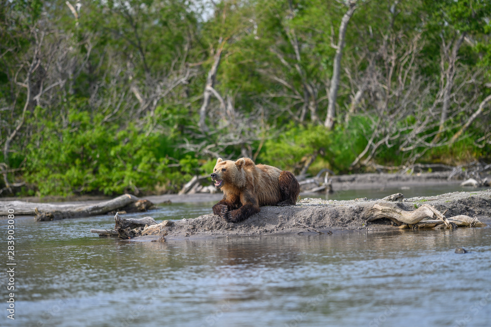 Ruling the landscape, brown bears of Kamchatka (Ursus arctos beringianus) Ruling the landscape, brown bears of Kamchatka (Ursus arctos beringianus)