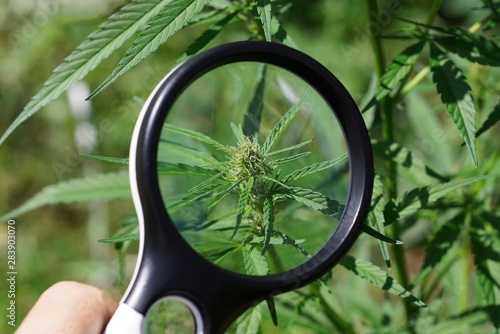 black magnifier in hand increases the green leaf on a bush of marijuana
