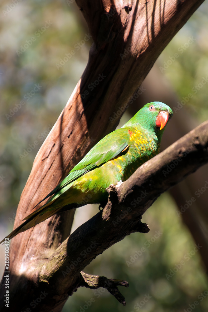 Sydney Australia, scaly-breasted lorikeet perched on tree branch Sydney Australia, scaly-breasted lorikeet perched on tree branch