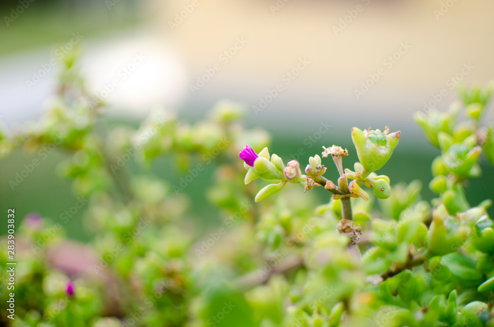 Fototapeta premium for morada preciosa jardin cordobes granaino