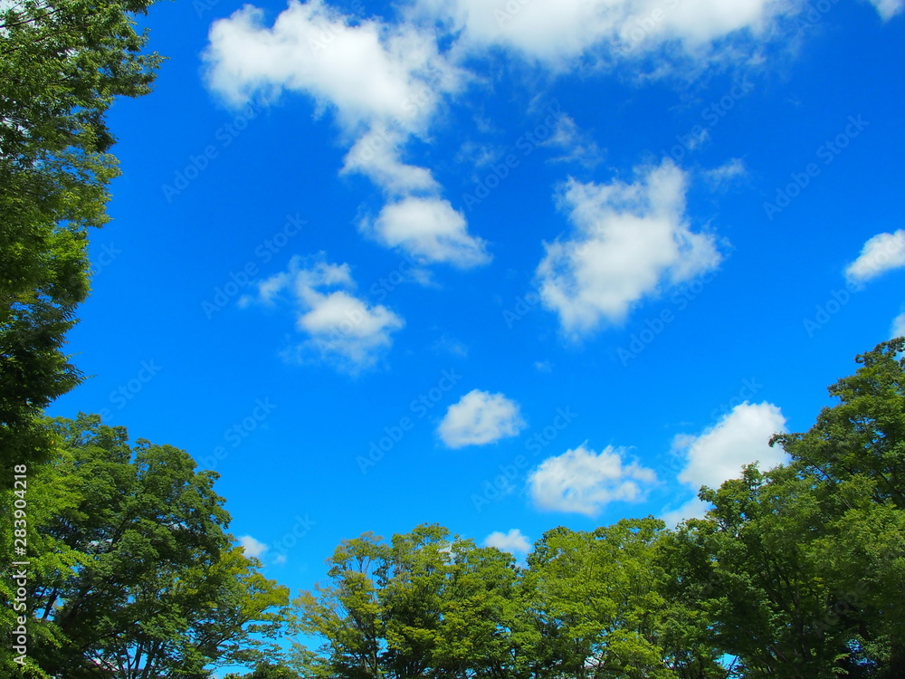 公園の欅と青空