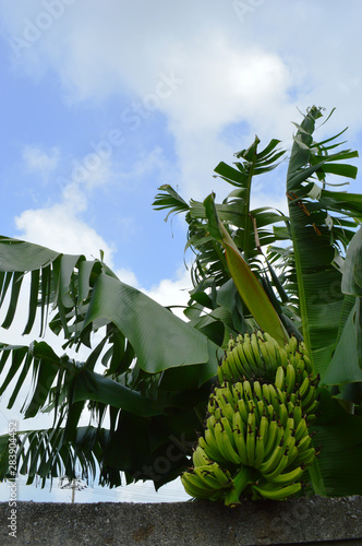 Wallpaper Mural バナナの木と熟していない実 Torontodigital.ca