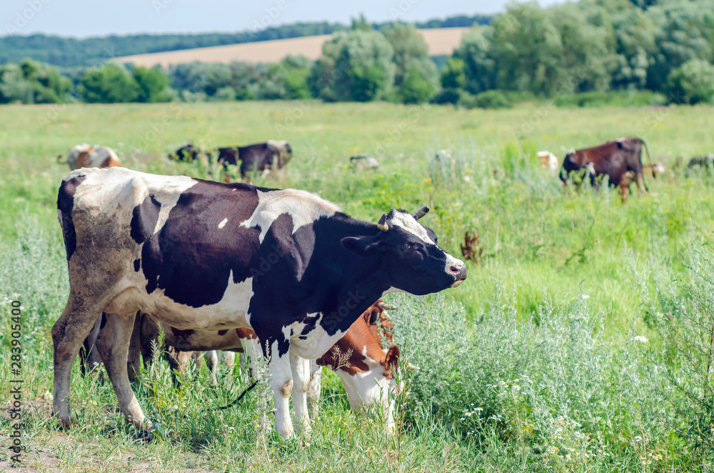 Fototapeta premium Cows graze in a field on green grass
