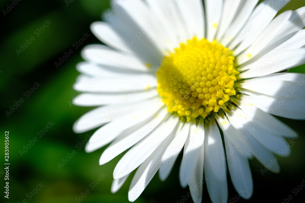 Daisy Ganseblümchen makro Daisy Ganseblümchen makro