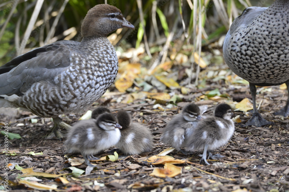 ducks ducks