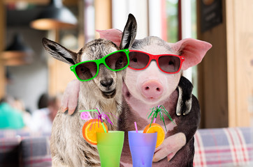 Pig and goat in sunglasses hugging while sitting in a cafe with cocktails
