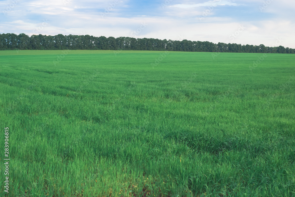 Green wheat field in sunset. Nice weather. Beautiful landscape