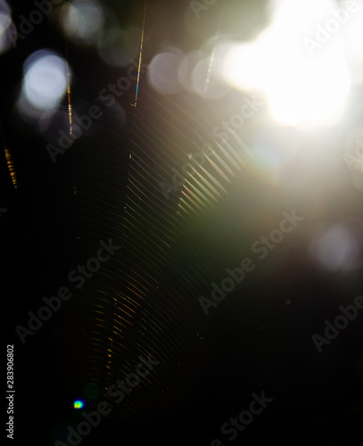 Bokeh light with spider web