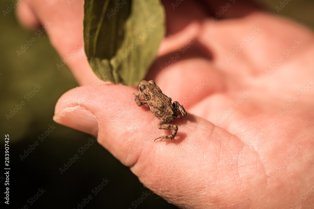Baby-Frog