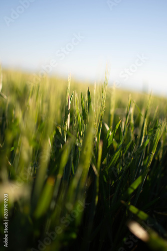 Barley 2