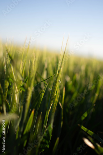 Barley 1
