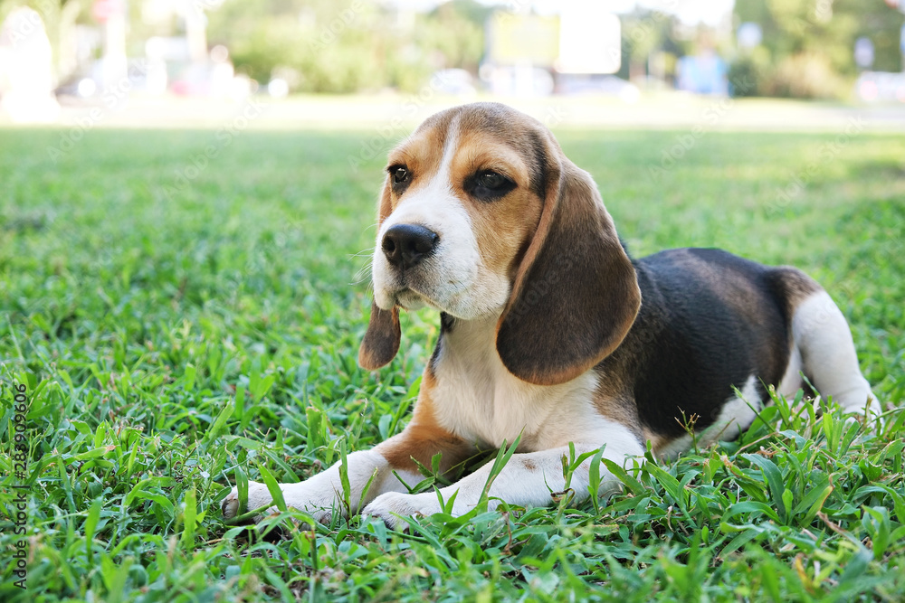 Portrait of funny young beagle puppy on the walk in the park, resting on juicy green mowed lawn. Small dog with black, brown and white stains outdoors. Background, copy space, close up.