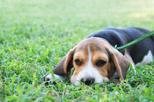 Photography Portrait of funny young beagle puppy on the walk in the park, resting on juicy green mowed lawn