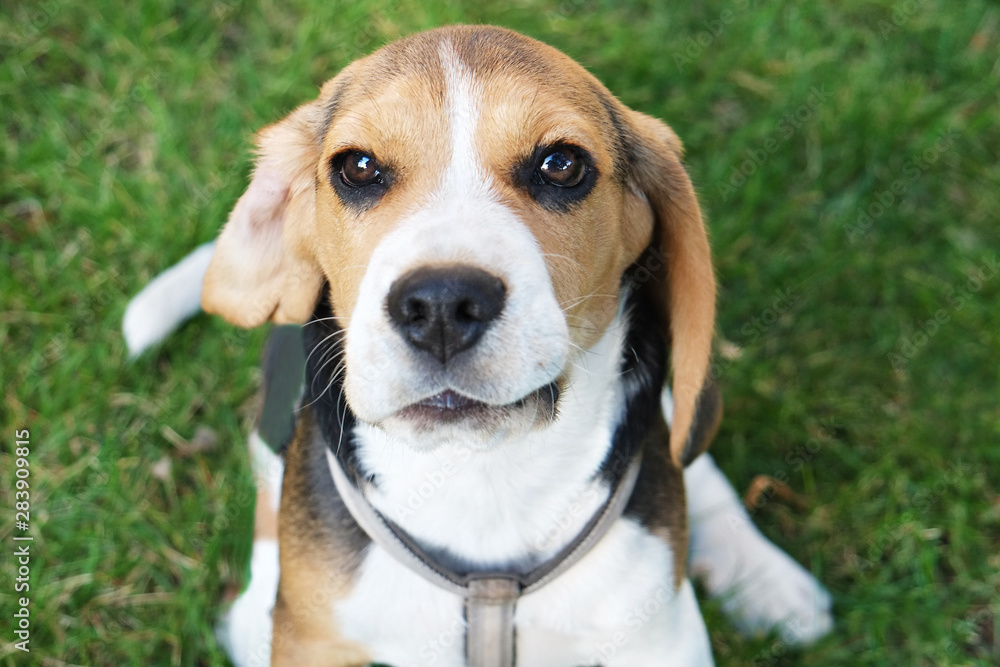 Portrait of funny young beagle puppy on the walk in the park, resting on juicy green mowed lawn. Small dog with black, brown and white stains outdoors. Background, copy space, close up.